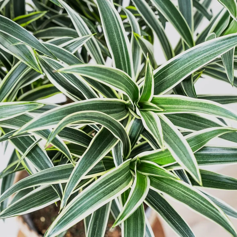 Dracena Valentina in vaso da 21cm
