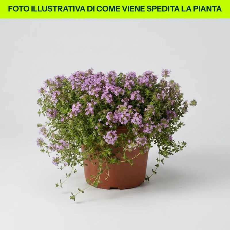 TIMO SERPILLO IN VASO 17CM