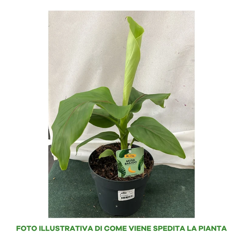 MUSA BASJOO BANANO GIAPPONESE IN VASO DA 17CM (1 PIANTA)