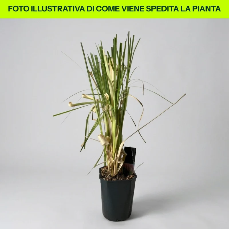 Cortaderia Selloana Rosea in vaso da 23cm