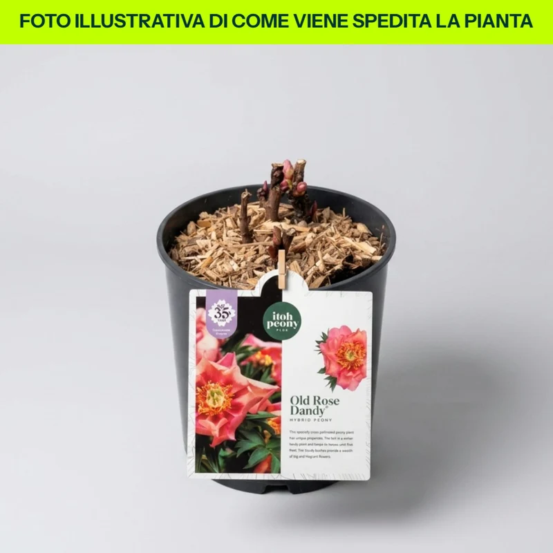 Peonia Old Rose Dandy in vaso da 21cm