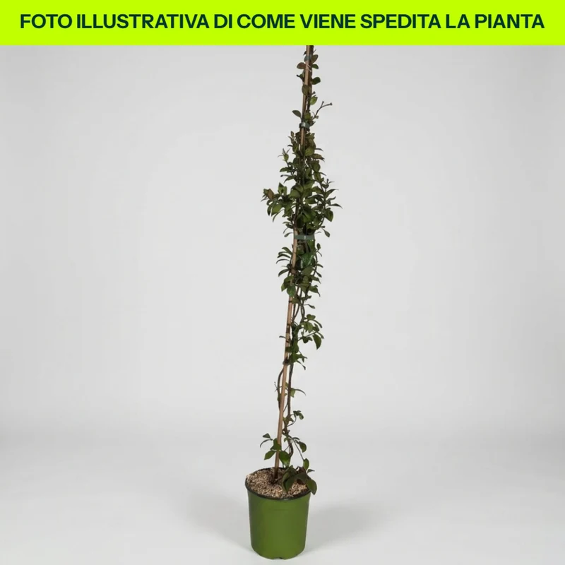 Trachelospermum Asiaticum Chili & Vanilla in vaso da 18cm