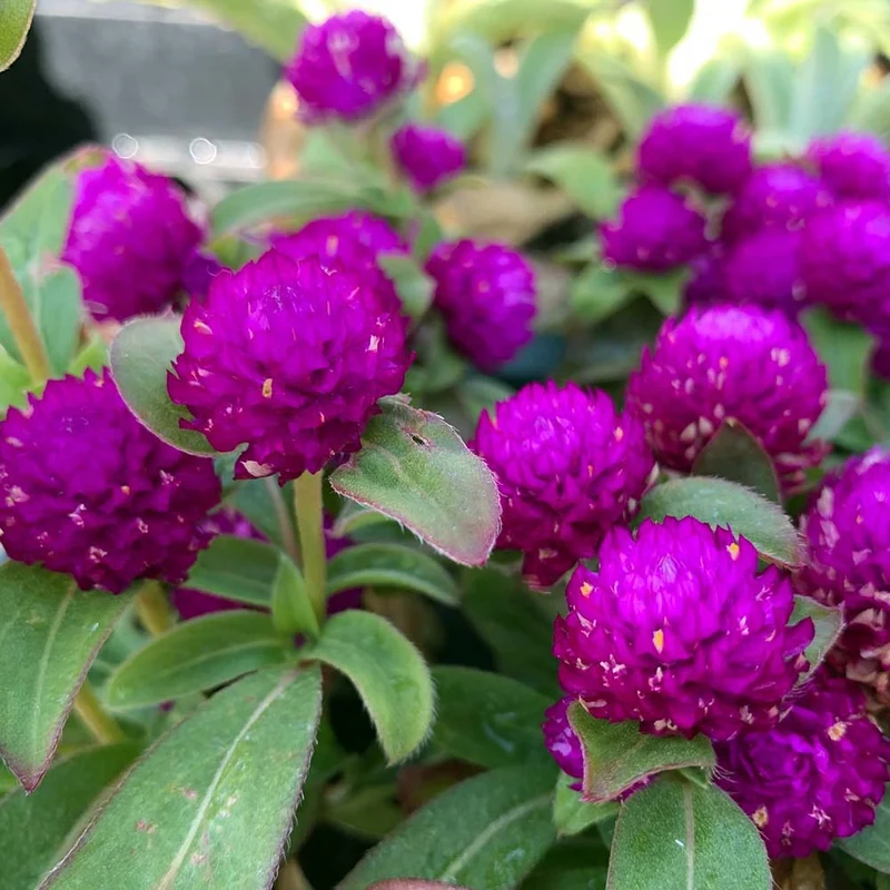 GOMPHRENA IN VASO DA 14CM ASSORTITO
