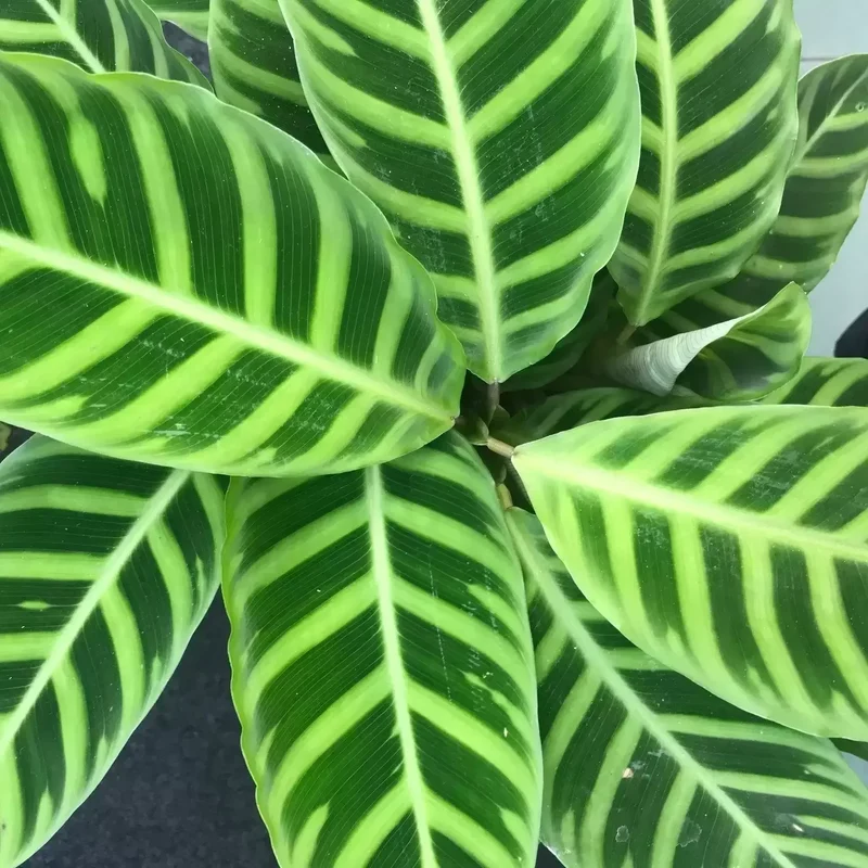 Calathea Zebrina in vaso da 19cm