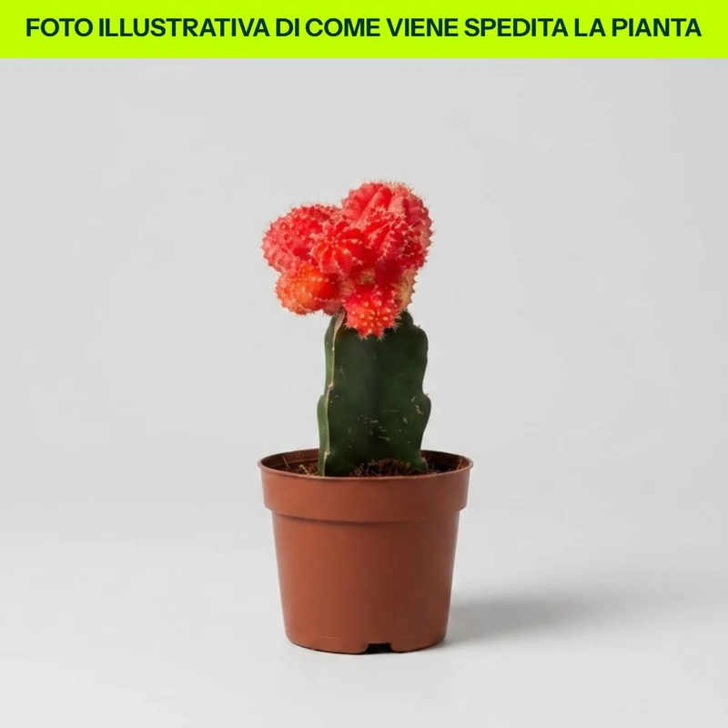 Gymnocalycium in vaso da 13cm Colori Assortiti