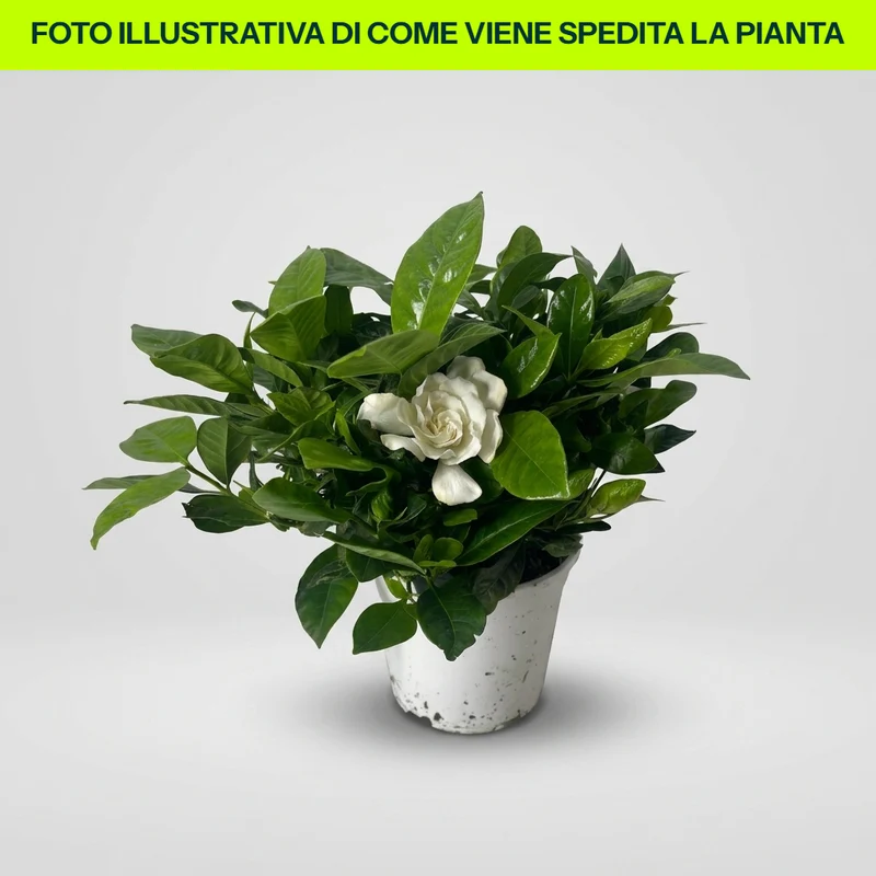 GARDENIA MULTIFLORA in vaso da 15cm