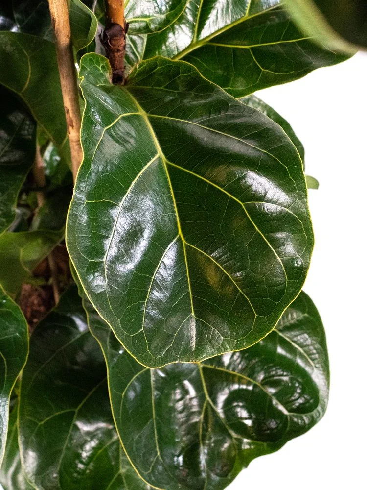 Ficus Lyrata Bambino in vaso da 17cm