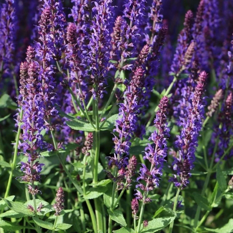 Salvia Nemorosa Sensation Blu in vaso da 14cm