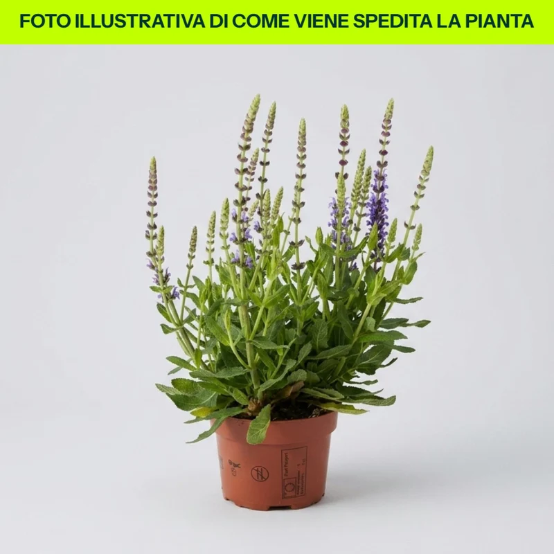 Salvia Nemorosa Sensation Blu in vaso da 14cm