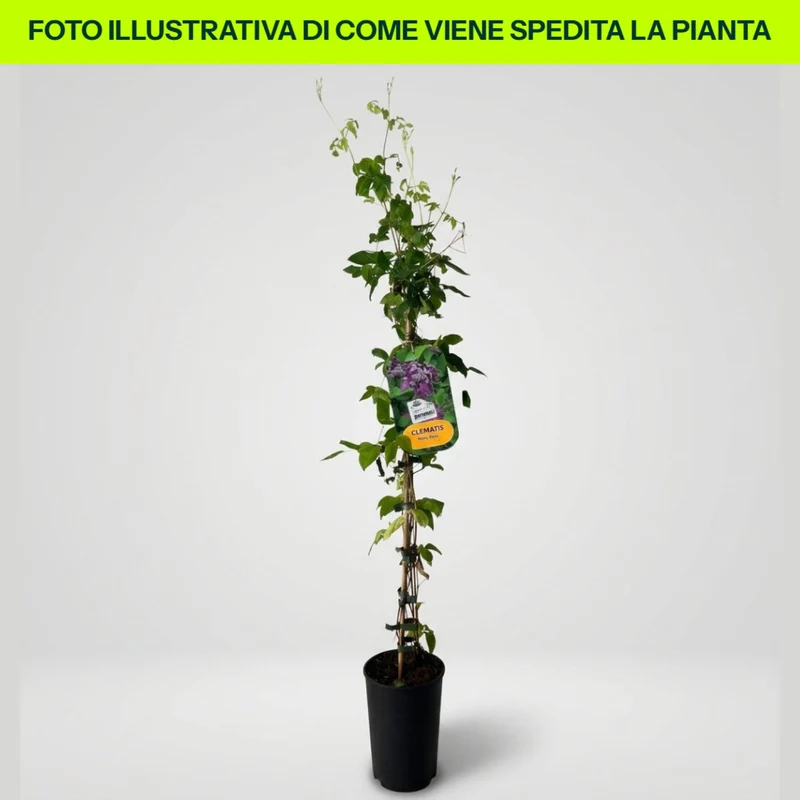 Clematis Vitic Mary Rose in vaso da 16cm