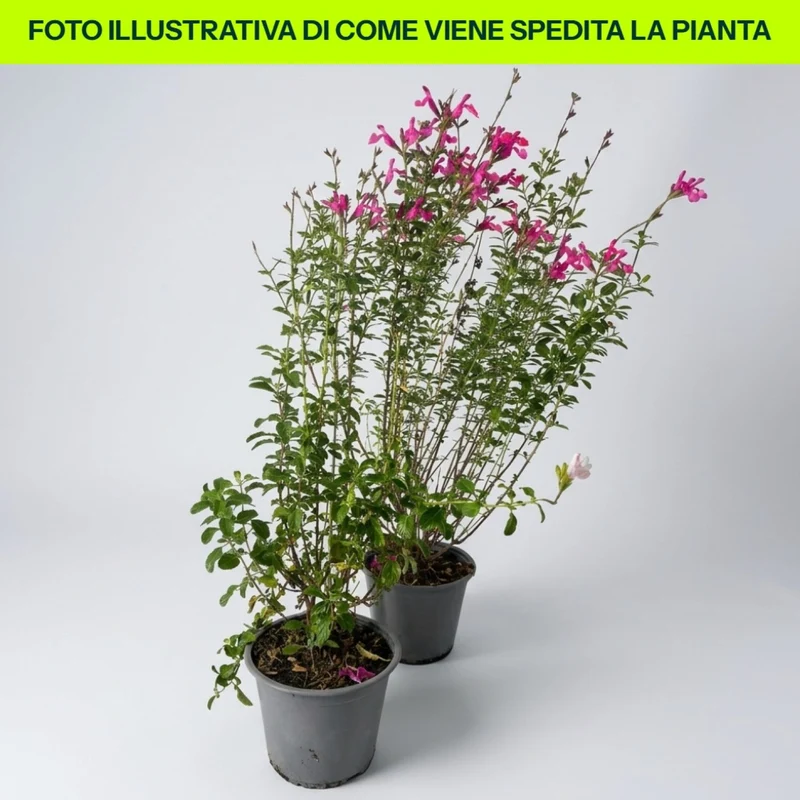 Salvia Nemorosa Sensation Pink in vaso da 14cm