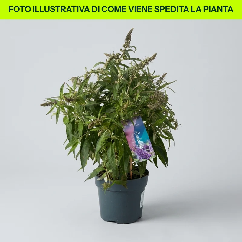 BUDDLEYA BUTTERFLY CANDY LITTLE PURPLE IN VASO DA 17CM