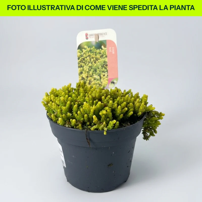 Sedum Acre in Vaso da 13cm