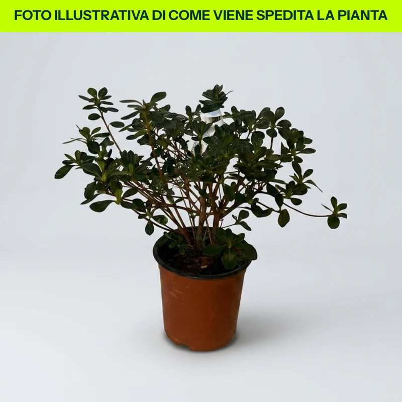 Azalea Jap Hino Crimson in Vaso da 15cm