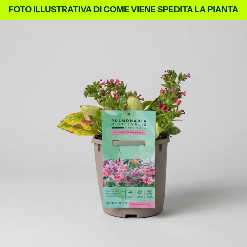Pulmonaria in Vaso da 15cm