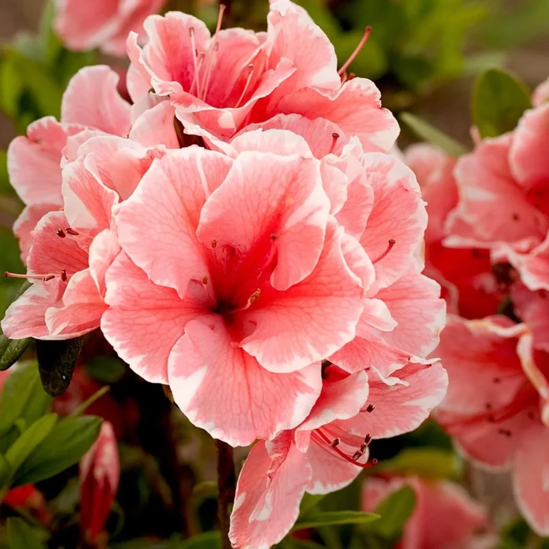 Azalea Semi Rustica in Vaso da 15cm