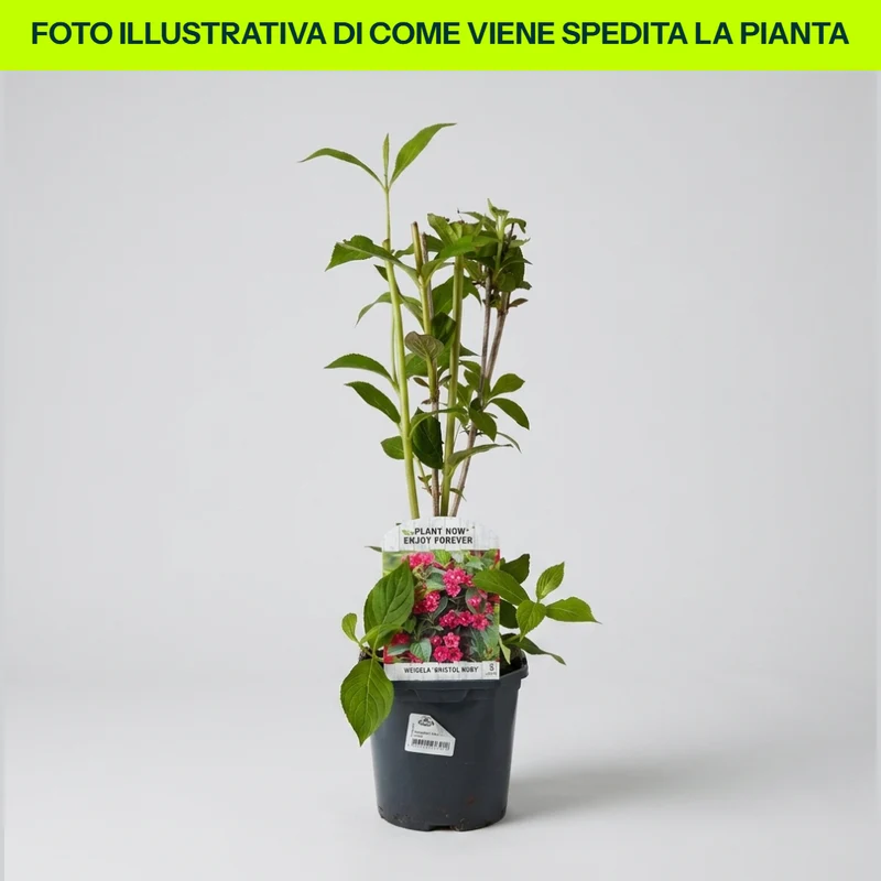 Weigela Bristol Ruby in Vaso da 15cm