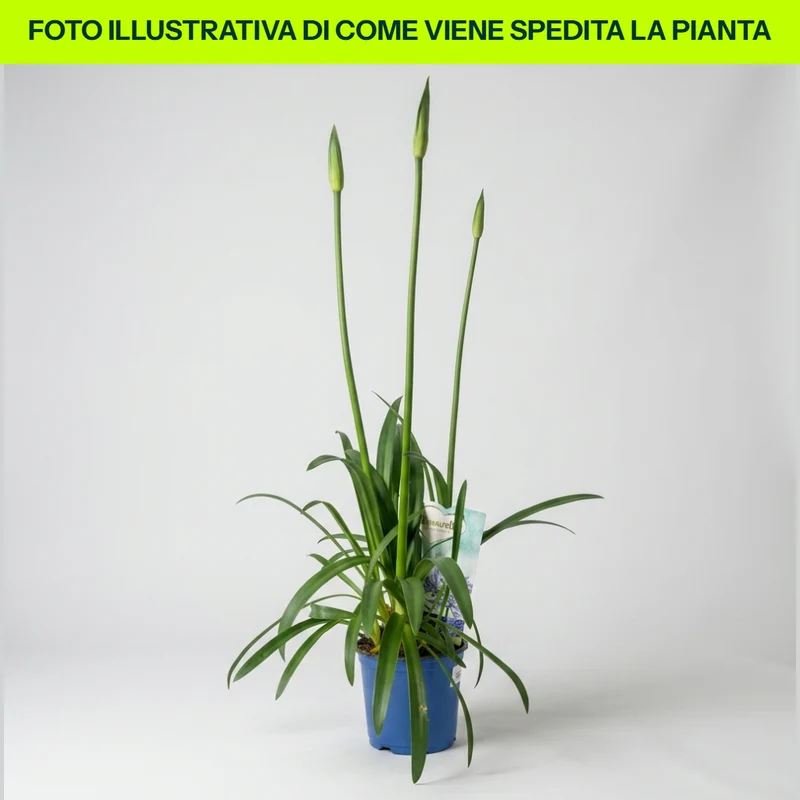Agapanthus Amourette Superb Blu in Vaso da 15cm