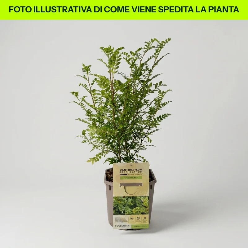 Zanthoxylum Pepe Giapponese in Vaso da 18cm