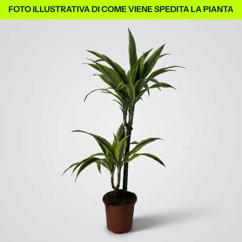 Dracena Fragrans Lemon Lime in Vaso da 16cm