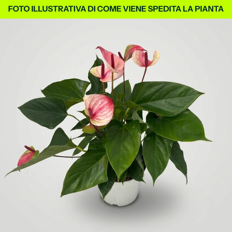 Anthurium Mystique Rosa in Vaso da 16cm
