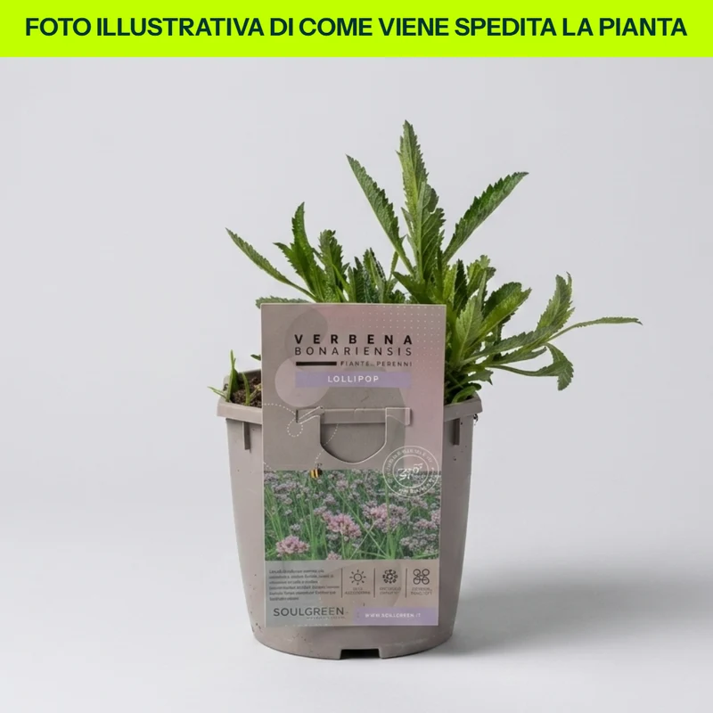 Verbena Bonariensis Lollipop in Vaso da 21cm