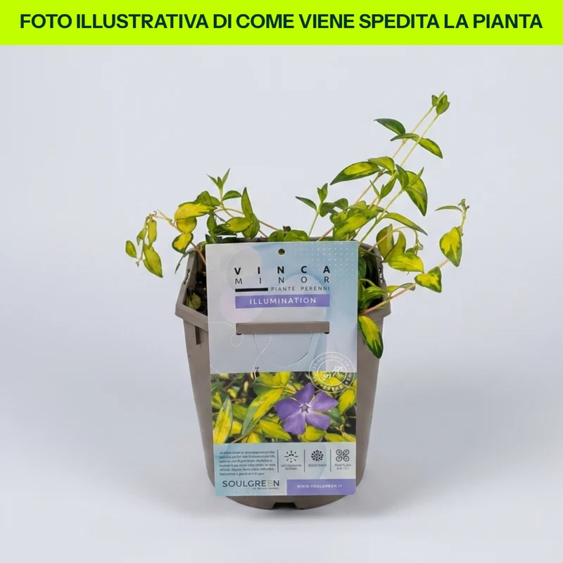 Vinca Minor Illumination in Vaso da 18cm