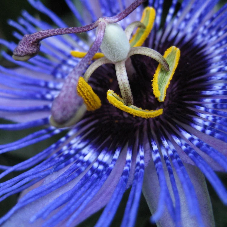Passiflora Purple Haze in Vaso da 17cm