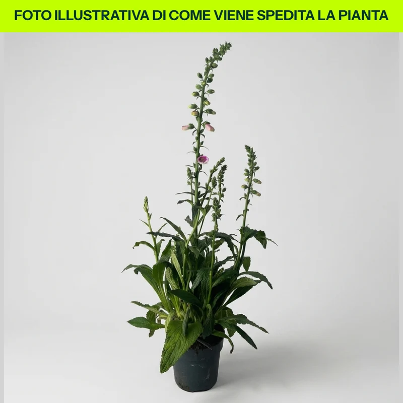 Digitalis Purpurea Pink in Vaso da 17cm