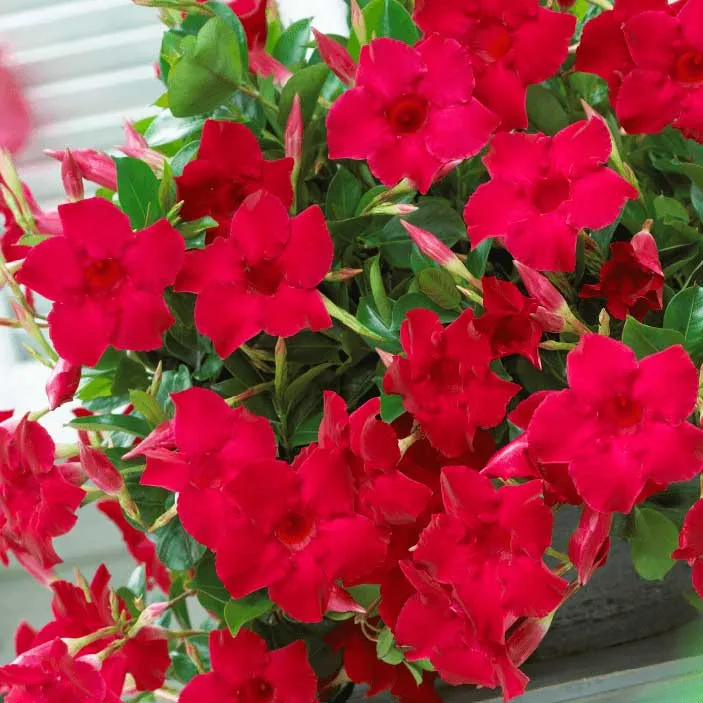 Dipladenia su 3 canne in Vaso da 17cm Colori Assortiti