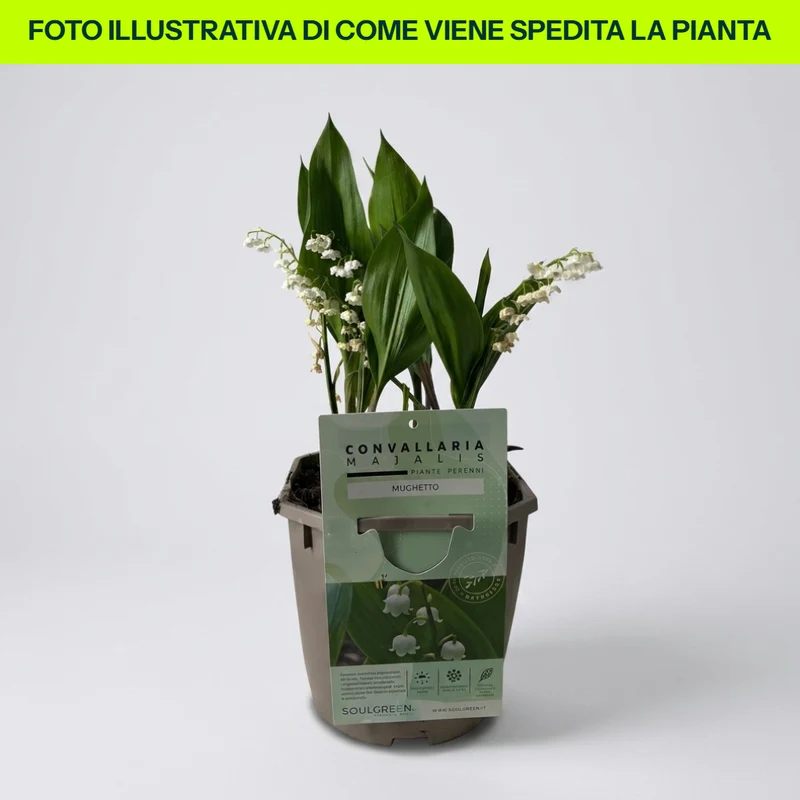 Convallaria Mughetto in Vaso da 17cm