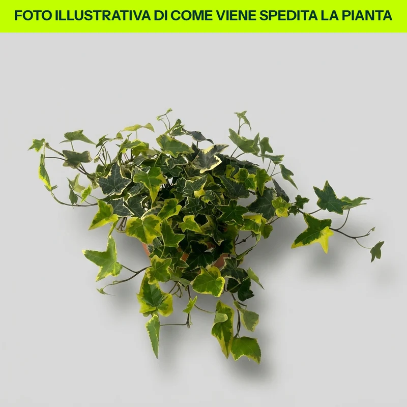 Hedera Golden Kolibri Giallo Verde in Vaso da 13cm