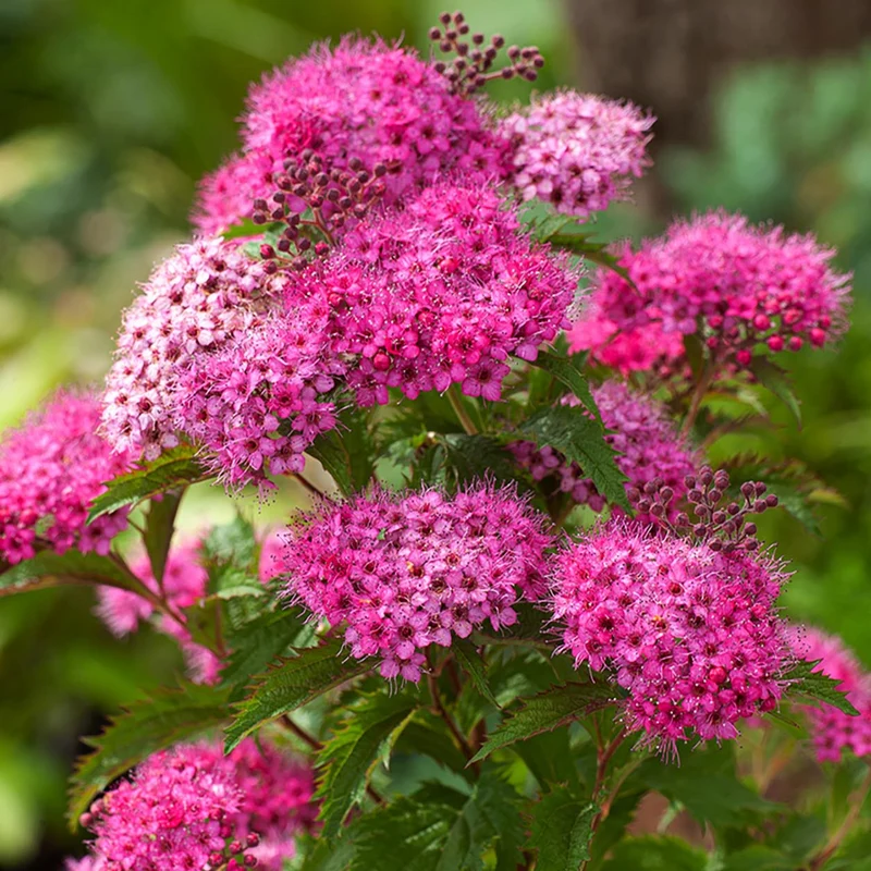 Spirea Double Play Artist in Vaso da 18cm