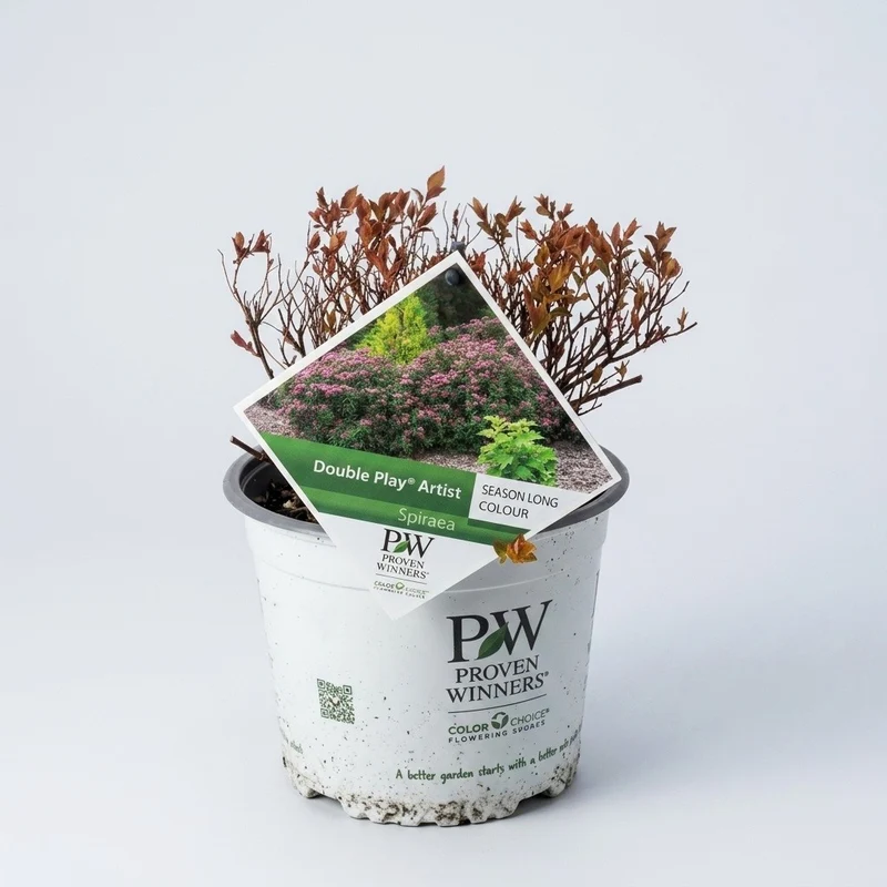 Spirea Double Play Artist in Vaso da 18cm