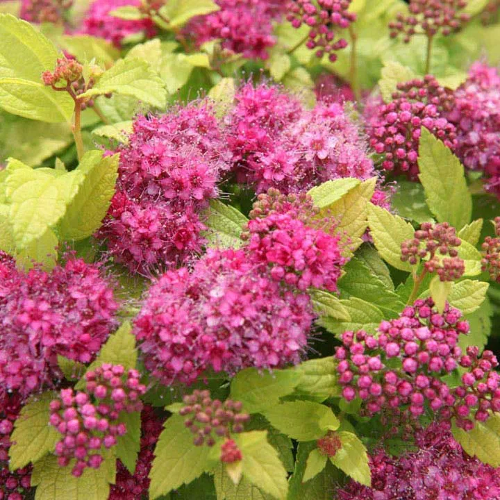 Spirea Play Gold in Vaso da 18cm
