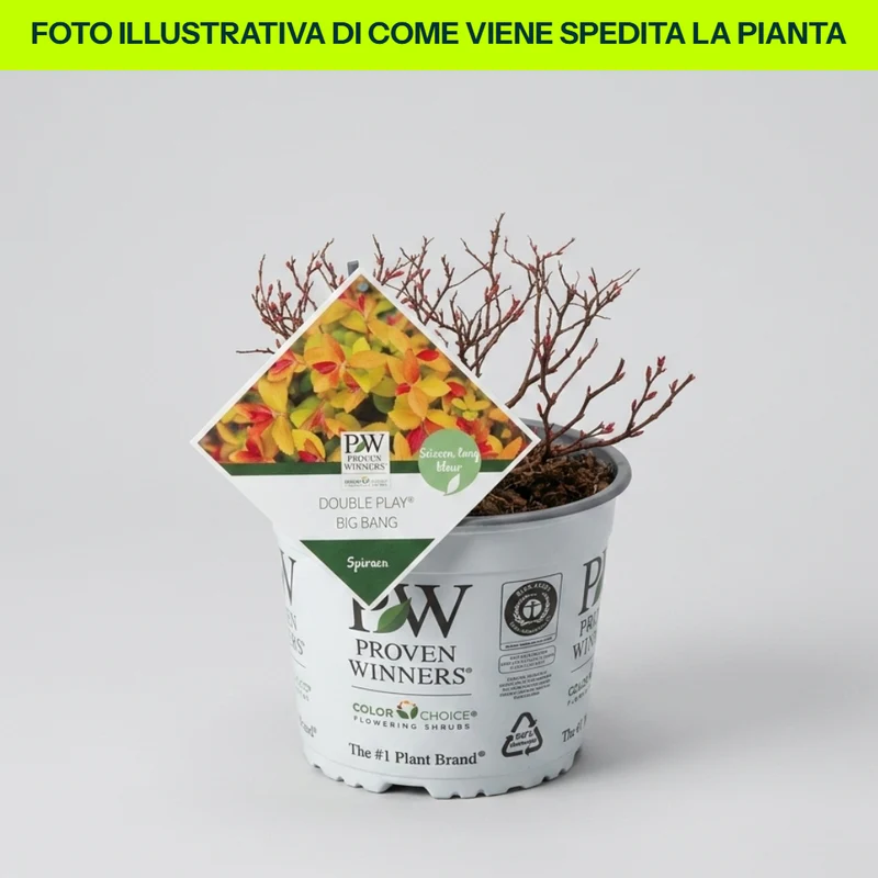 Spirea Double Play Big Ben in Vaso da 18cm