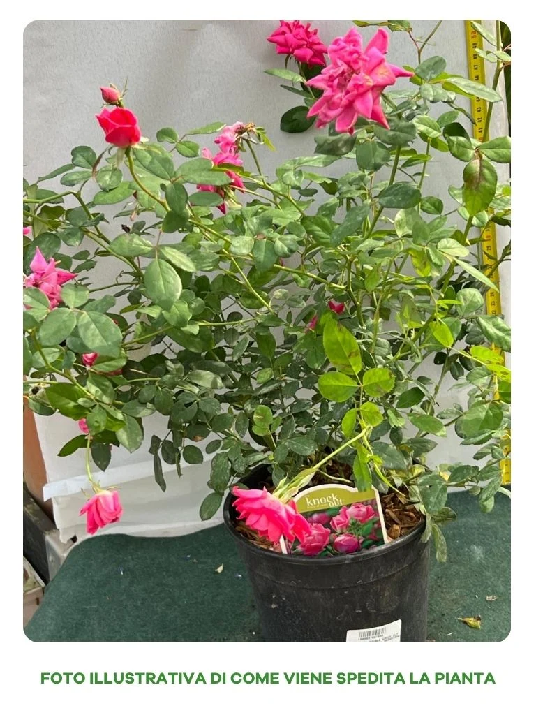 ROSA PINK DOUBLE KNOCK OUT VASO 18CM