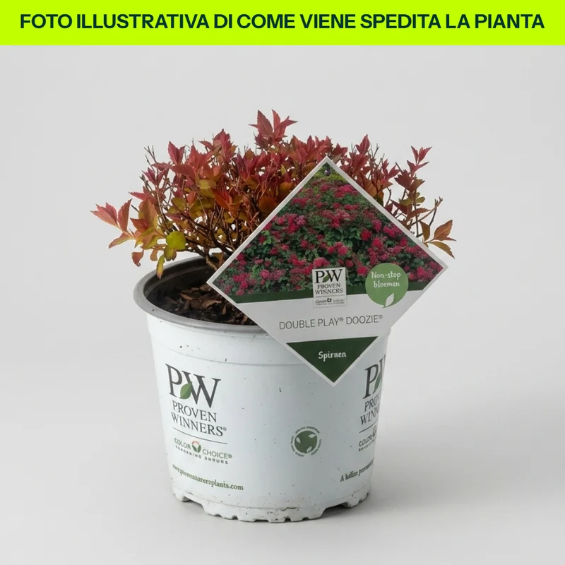 Spirea Japonica Double Play Doozie in Vaso da 18cm