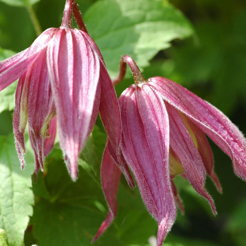 Clematis Columella in Vaso da 16cm