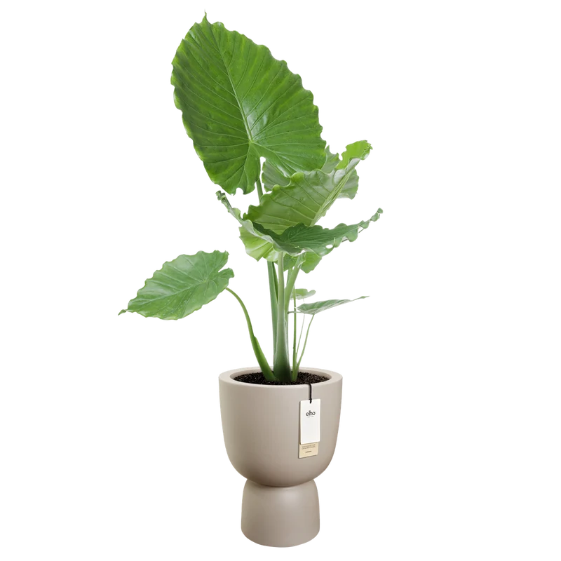 Vaso Amber Coupe Round D 41 x h 58 cm beige ELHO