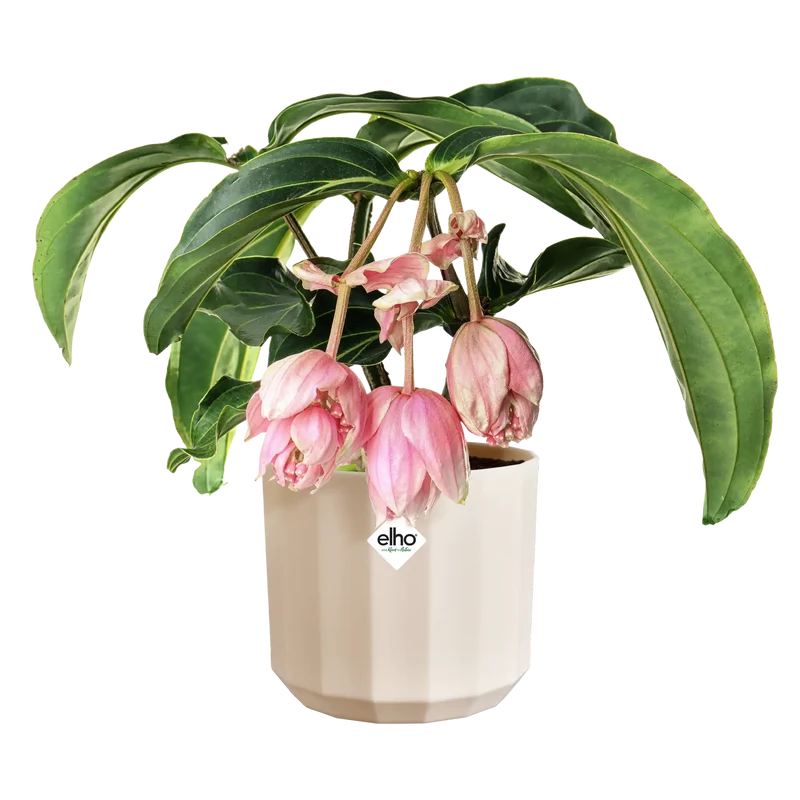 Vaso Facet Round D17 x H15 cm Rosa Mandorla ELHO