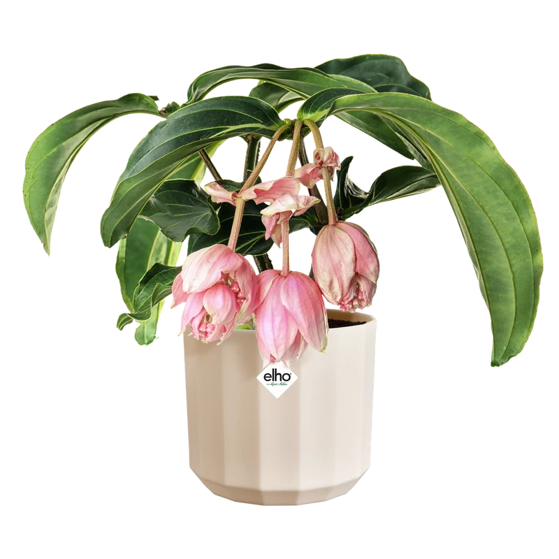 Vaso Facet Round D 14 x H 13 cm Rosa Mandorla ELHO