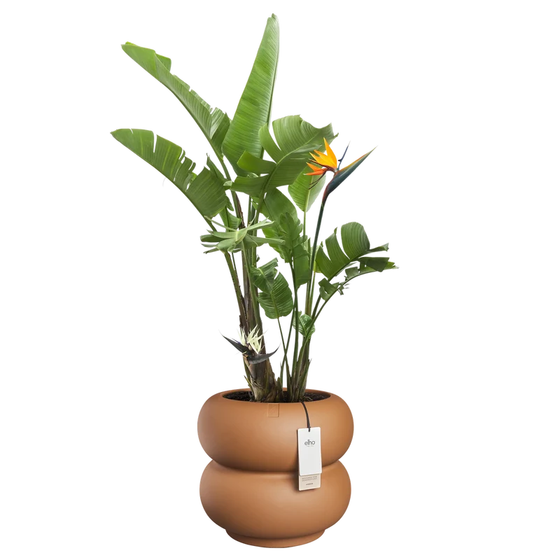 Vaso Amber Roll Low D 43 x H 40 cm Caramello ELHO