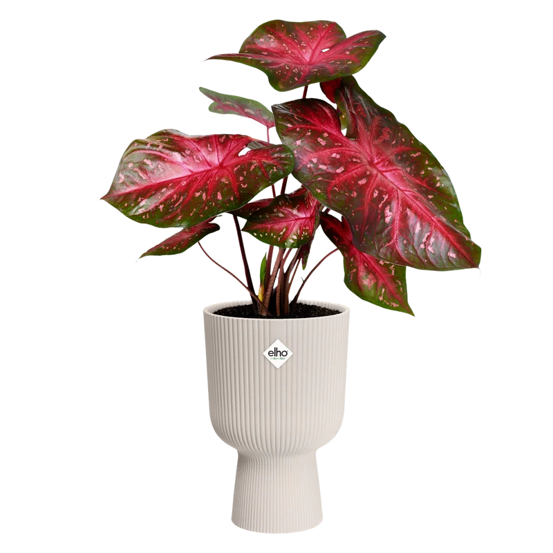 Vaso Vibes Fold Coupe D 14 x H 21 cm Bianco Lino ELHO