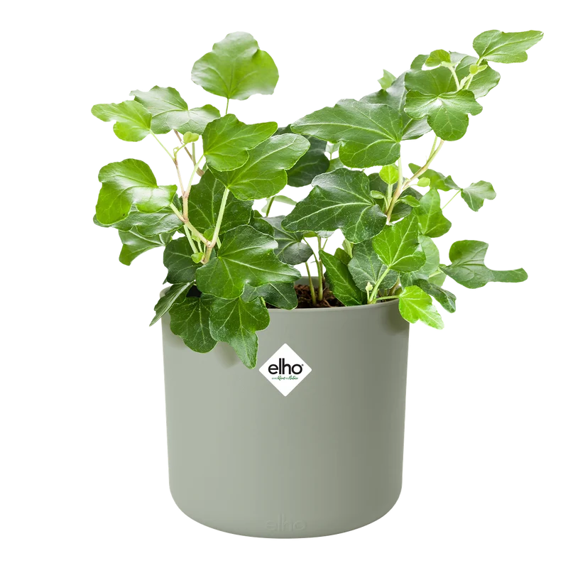 Vaso B.FOR SOFT ROUND D 16 x H 15 cm Verde Pietra ELHO