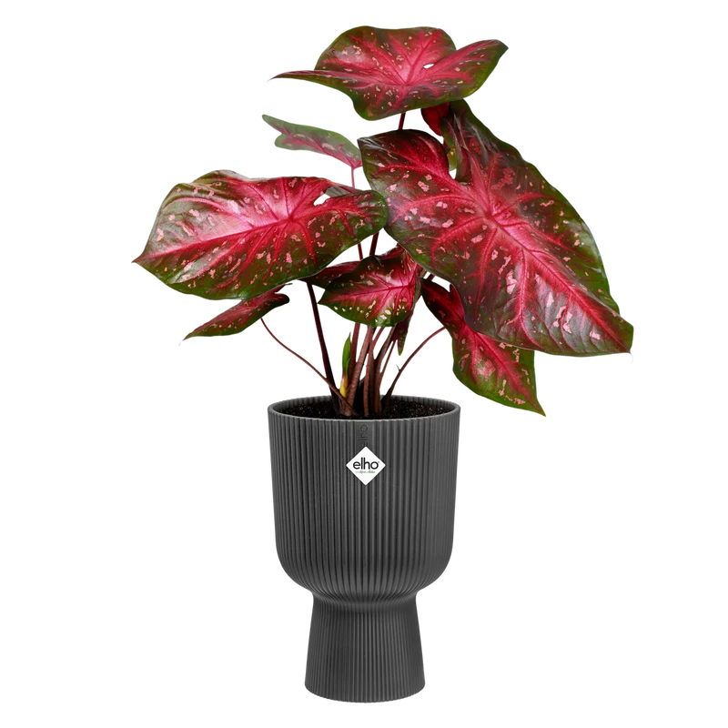 Vaso Fioriera Vibes Fold Coupe D 14 x H 21 cm Antracite ELHO