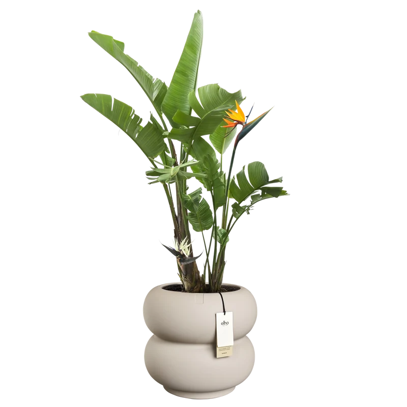 Vaso Amber Roll Low D 43 x H 40 cm Beige ELHO