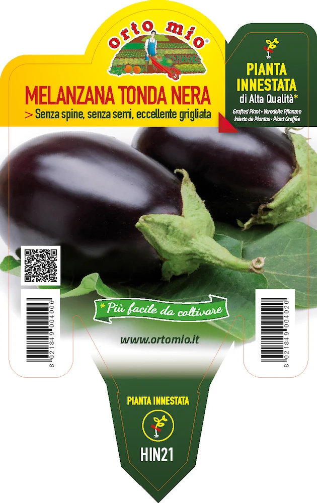 PIANTA DI MELANZANA TONDA NERA INNESTATA (IN VASO Ø14CM)