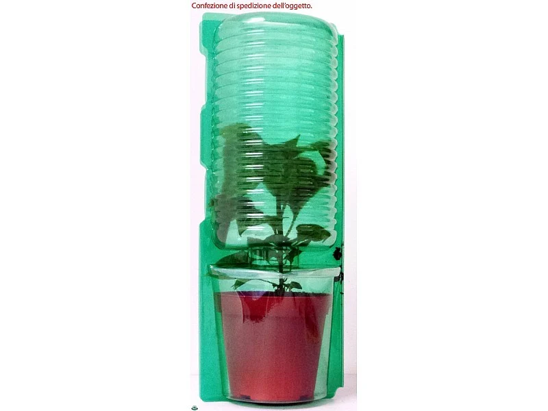 PIANTA DI PEPERONE CORNO ROSSO INNESTATO (IN VASO Ø14CM)