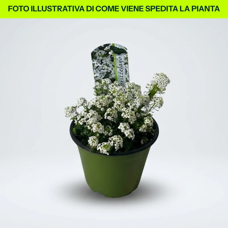 Lobularia o Alisso in Vaso da 14cm